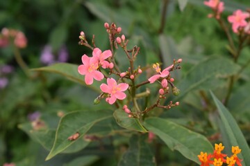 red and white flowers