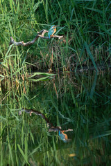 Blue kingfisher, male kingfisher, sitting on a branch amidst the reeds in side profile. Reflection of the bird in the water. vertical photo