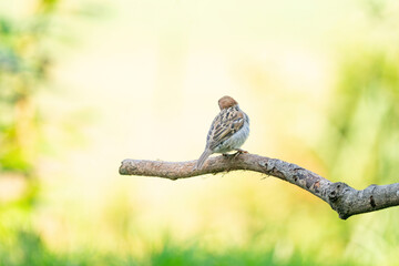 A detailed sparrow, seen from behind, sits on a tall branch, with a hazy green and yellow background