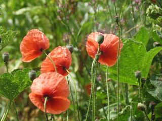 red poppy flower