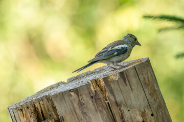Green and yellow songbird, Detailed Greenfinch standing on a tree trunk. In the background nice green and yellow bokeh