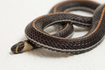 Malaysian Striped Coral Snake - Calliophis intestinalis- isolated on white background
