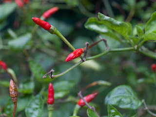 Natural Red Chili pepper plant