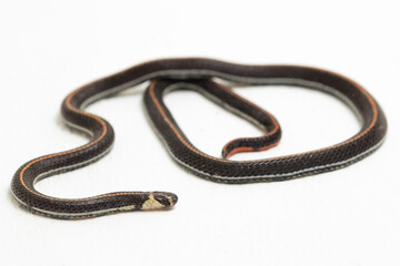 Malaysian Striped Coral Snake - Calliophis intestinalis- isolated on white background

