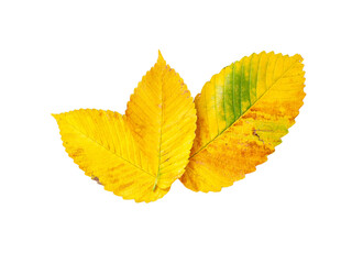 Blue, yellow, red flowers. Isolated images of flowers