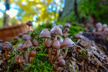 little mushrooms standing on a tree trunk in autumn