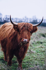highland cow with horns