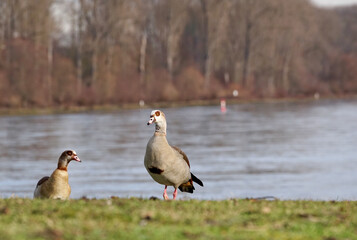 country goose on the shore
