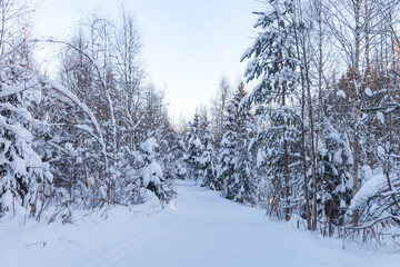 Obraz na płótnie Canvas Ski track in a winter snowy forest. Russia