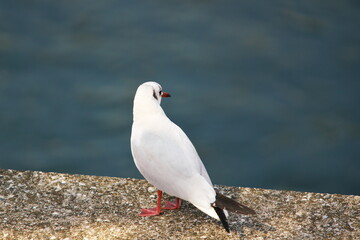 水面を眺めるユリカモメ