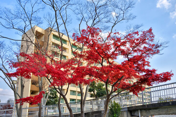 団地の紅葉