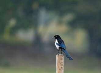 The Eurasian magpie or common magpie (Pica pica) is a resident breeding bird throughout the northern part of the Eurasian continent