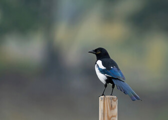 The Eurasian magpie or common magpie (Pica pica) is a resident breeding bird throughout the northern part of the Eurasian continent.