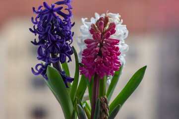 Hyacinthus orientalis ornamental beautiful springtime flowering plant, group of colorful bright flowers in bloom