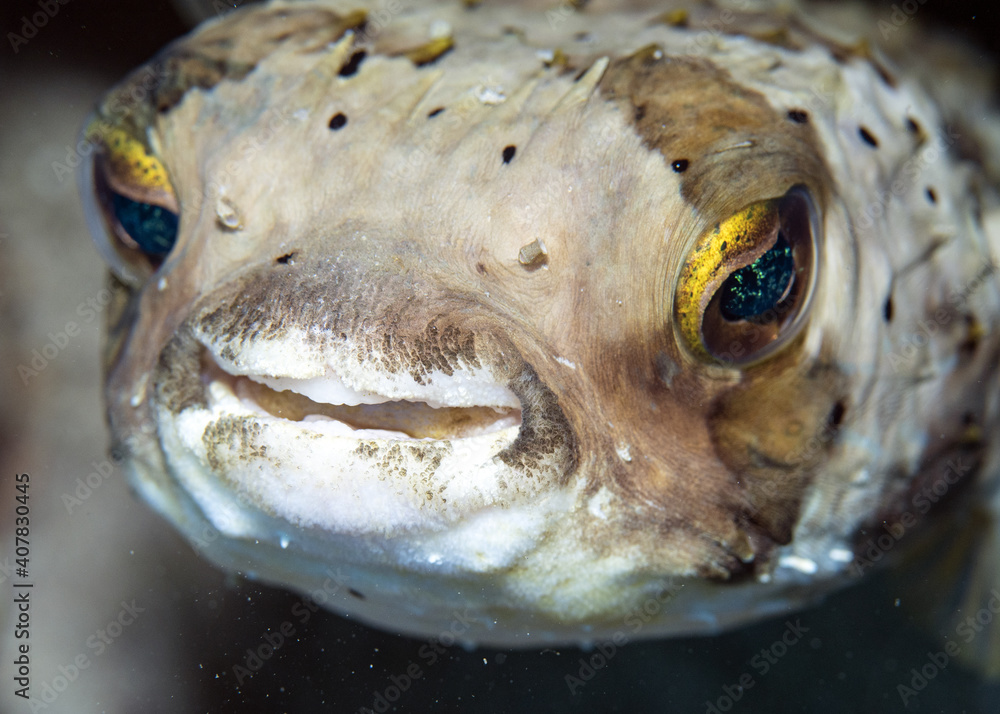 Sticker Selective focus closeup of the Porcupine Puffer Fish underwater