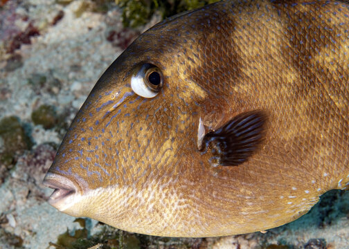 Closeup of the Grey Triggerfish underwater