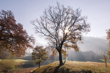 Fototapeta na wymiar Sunrays between mist and trees at dawn