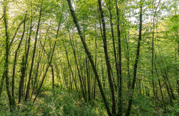 Fototapeta na wymiar Tall trees in spring and green foliage