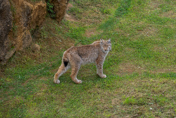 Eurasian lynx, Lynx lynx. It is a wildcat native to Northern, Central and Eastern Europe to Central Asia and Siberia