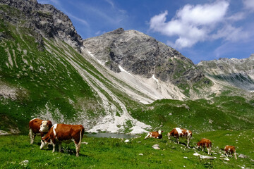Naklejka premium many cows standing in a green meadow in the mountains