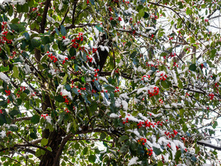 Holly tree covered in snow