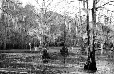Cypress Trees In Black And White-5782