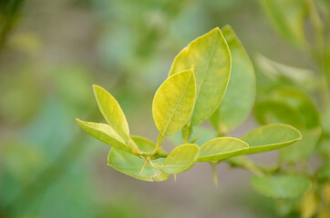 the ripe green leaves of lemon with plant in the farm.