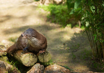 Asian small-clawed otter, Aonyx cinereus  lying shakes off water on logs on a summer sunny day