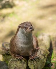 Asian small-clawed otter, Aonyx cinereus sitting on logs. 