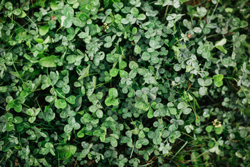 Autumn morning wet grass with dew drops, green background of clover