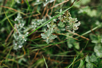 Autumn morning wet grass with dew drops