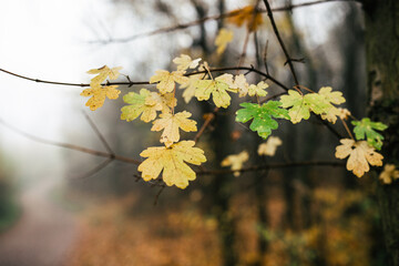 yellow autumn leaves on a tree in the forest