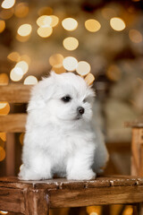 Small white dog of breed Maltese