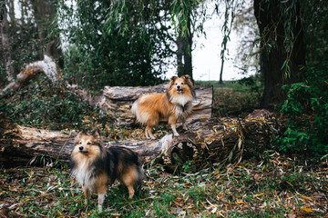 two shelties near a broken tree in the forest