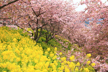 神奈川県松田市にある西平畑公園は、2月になると河津桜が咲き乱れ、山一面をピンク色に染めます。菜の花の黄色とのコントラストも鮮やかです。
