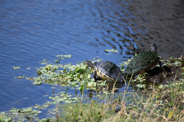 Painted turtles in Florida Marsh