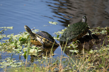 Painted turtles in Florida Marsh