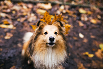 Portrait of a Sheltie Shetland Sheepdog dog in autumn forest