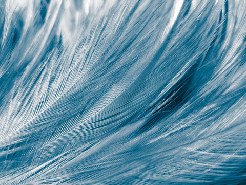 Beautiful abstract blue feathers on white background, black feather texture on blue pattern and blue background, feather wallpaper, blue banners, love theme, valentines day, dark texture © Weerayuth