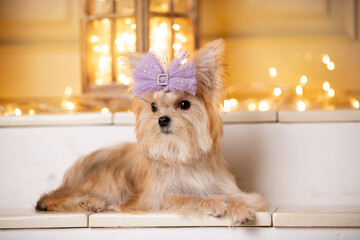 Little beautiful dog with a bow on his head