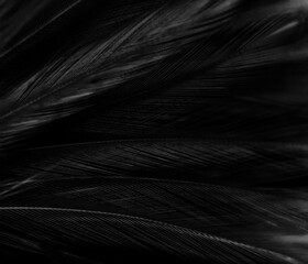 Beautiful abstract black feathers on white background and soft white feather texture on white pattern, dark theme wallpaper, gray feather background, black banners