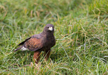 Harris Hawk in Southwest USA