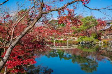 京都　晩秋の永観堂　放生池と錦雲橋