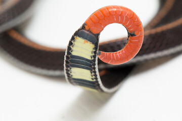 Malaysian Striped Coral Snake - Calliophis intestinalis- isolated on white background
