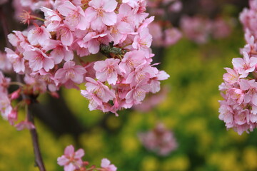 神奈川県松田市にある西平畑公園は、2月になると河津桜が咲き乱れ、山一面をピンク色に染めます。菜の花の黄色とのコントラストも鮮やかです。
