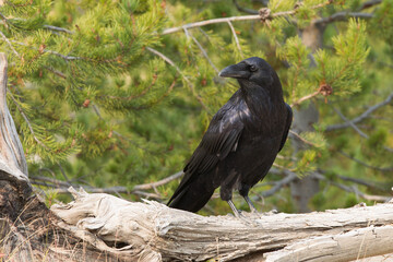Common Raven at Yellowstone national park