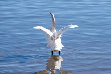福島県猪苗代湖　白鳥の羽ばたき（若鳥）