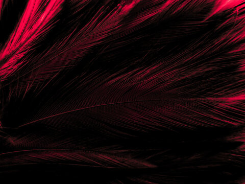 Beautiful abstract red feathers on white background and black feather texture on red pattern and red background, pink feather wallpaper, love theme, wedding valentines day