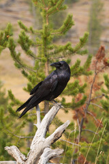 Common Raven at Yellowstone national park