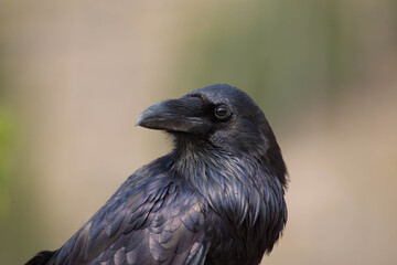 Common Raven at Yellowstone national park